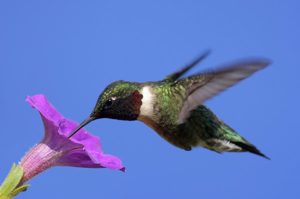 what does google hummingbird mean for marketers what does google hummingbird mean for marketers