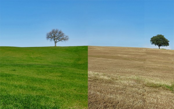 Agency-vs-Client-side_grass is greener